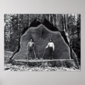 MAMMOTH SEQUOIA c. 1878 Poster (Voorkant)