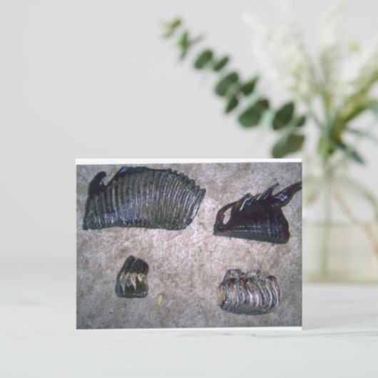 MAMMOTH TEETH (2) BRIEFKAART (Staand voorkant)
