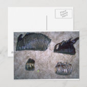 MAMMOTH TEETH (2) BRIEFKAART (Voorkant / Achterkant)