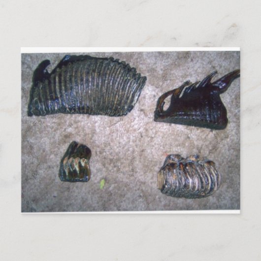 MAMMOTH TEETH (2) BRIEFKAART (Voorkant)
