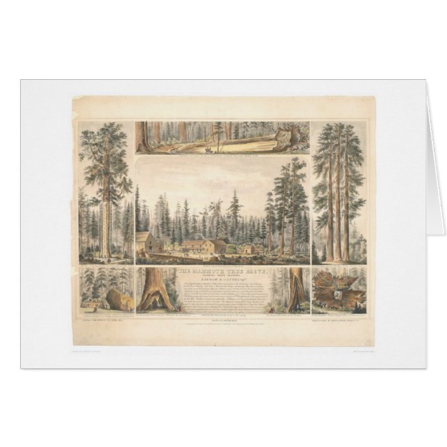 Mammoth Tree Grove (0976A) (Voorkant Horizontaal)