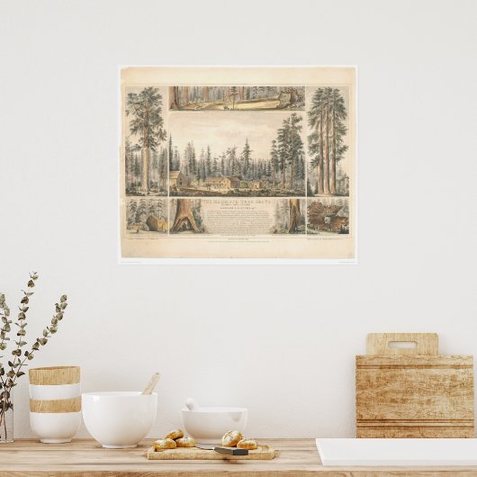 Mammoth Tree Grove (0976A) Poster (Keuken)