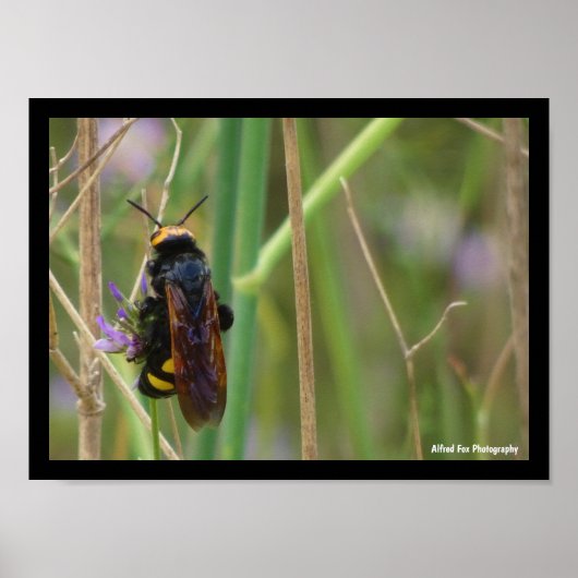 Mammoth Wesp op Steel Poster (Voorkant)