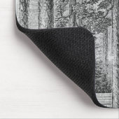 Mammothaboom groveert in de Valley van de Muismat (Hoek)