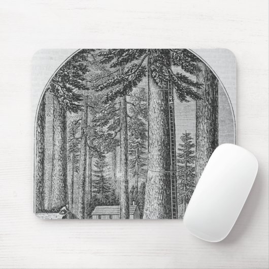 Mammothaboom groveert in de Valley van de Muismat (Met muis)