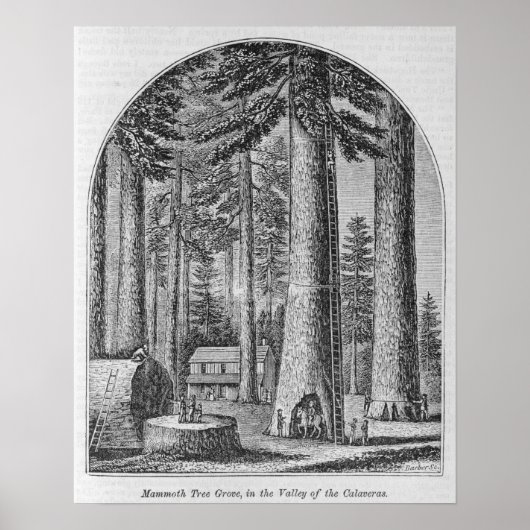 Mammothaboom groveert in de Valley van de Poster (Voorkant)