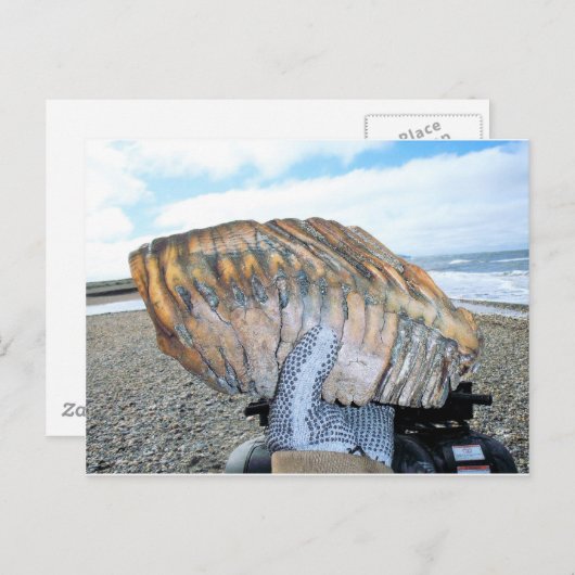 mammtand in alaska 09 briefkaart (Voorkant / Achterkant)