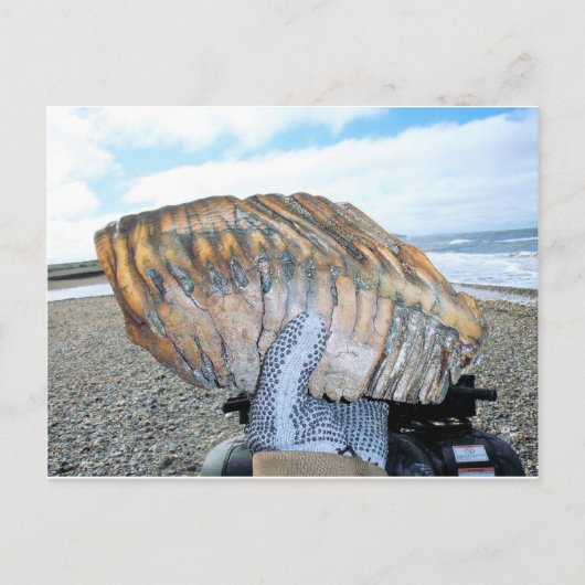 mammtand in alaska 09 briefkaart (Voorkant)