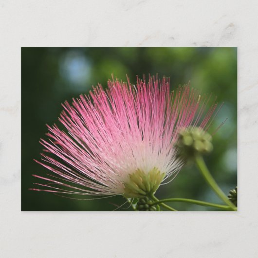 Mamosa Briefkaart (Voorkant)