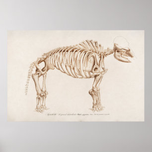  mamoth-illustratie poster