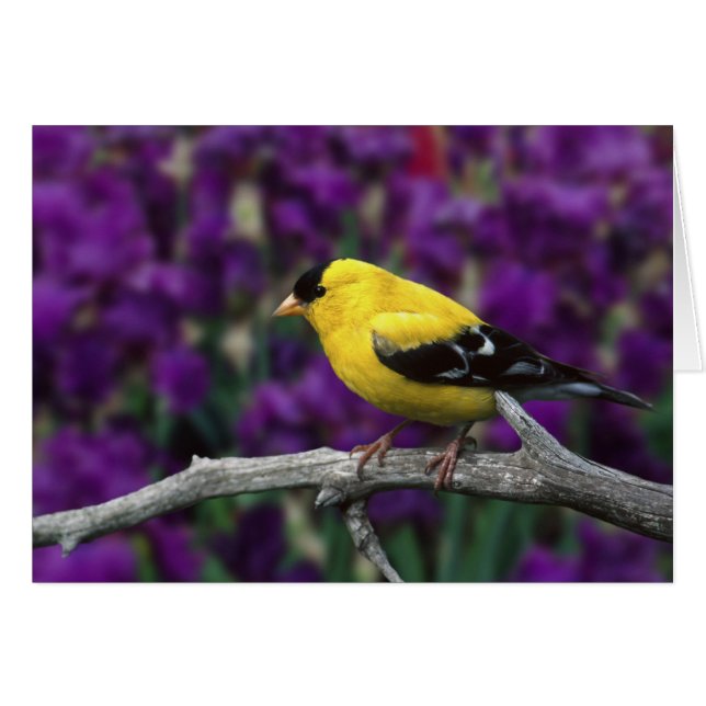 Man, American Goldfinch in zomersplumage, (Voorkant Horizontaal)