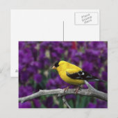 Man, American Goldfinch in zomersplumage, Briefkaart (Voorkant / Achterkant)