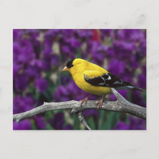 Man, American Goldfinch in zomersplumage, Briefkaart (Voorkant)