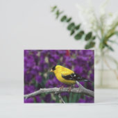 Man, American Goldfinch in zomersplumage, Briefkaart (Staand voorkant)