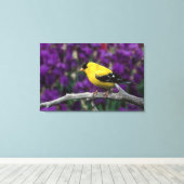 Man, American Goldfinch in zomersplumage, Canvas Afdruk (Insitu (Houten vloer))