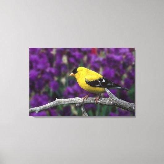 Man, American Goldfinch in zomersplumage, Canvas Afdruk (Voorkant)