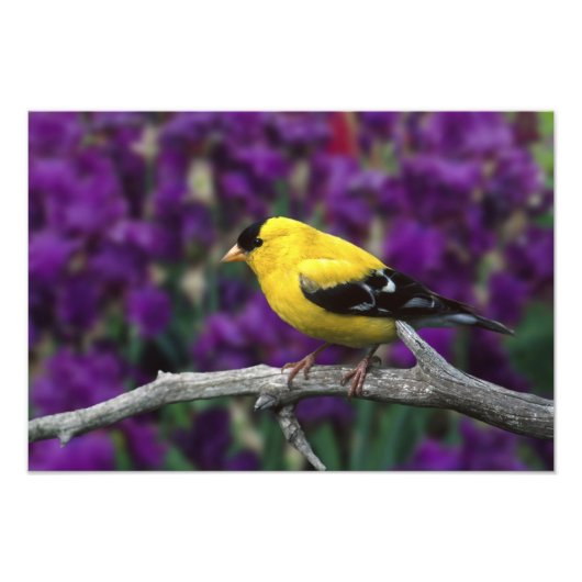 Man, American Goldfinch in zomersplumage, Foto Afdruk (Voorkant)