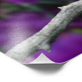 Man, American Goldfinch in zomersplumage, Foto Afdruk (Hoek)