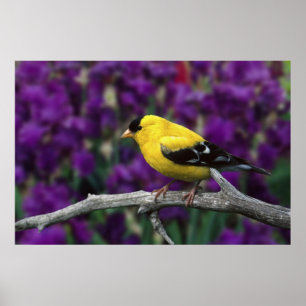 Man, American Goldfinch in zomersplumage, Poster