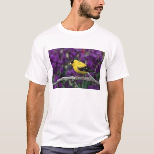 Man, American Goldfinch in zomersplumage, T-shirt (Voorkant)