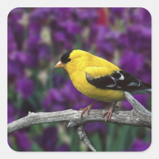Man, American Goldfinch in zomersplumage, Vierkante Sticker (Voorkant)