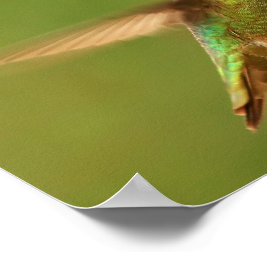 Man Anna's Hummingbird - Rudy 2 Poster (Hoek)