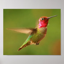 Man Anna's Hummingbird - Rudy 2