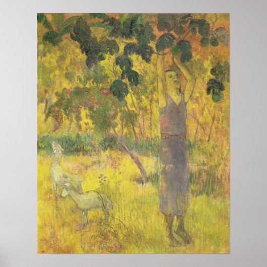 Man dat vruchten plukt van een boom, 1897 poster (Voorkant)