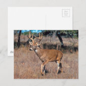 Man Deer Buck met Antlers Briefkaart (Voorkant / Achterkant)