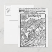 Man Een veld ploegen Briefkaart (Voorkant / Achterkant)