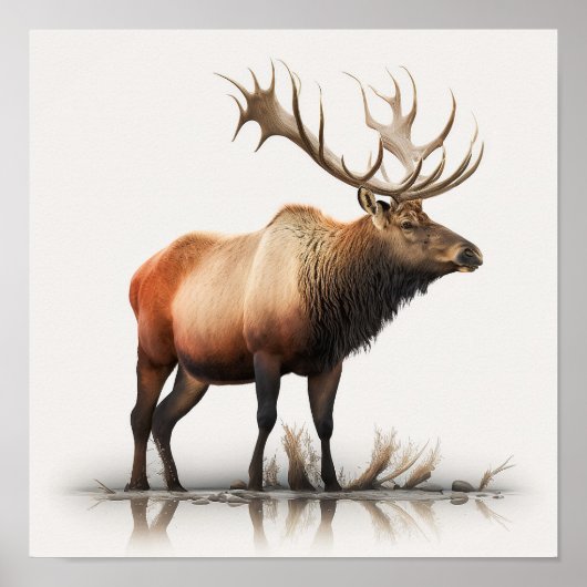 Man-Eland Poster (Voorkant)
