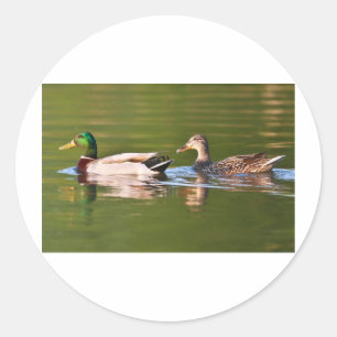 Man en Vrouw Mallard Eenden Zwemmen Ronde Sticker