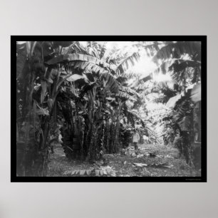 Man in een bananenboomgaard in Cuba 1917 Poster