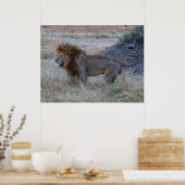 Man Lion at Dusk - African Safari Wildlife Poster (Keuken)