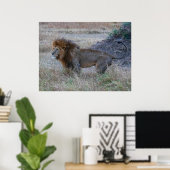 Man Lion at Dusk - African Safari Wildlife Poster (Thuiskantoor)