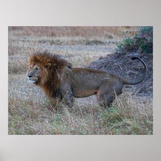 Man Lion at Dusk - African Safari Wildlife Poster (Voorkant)
