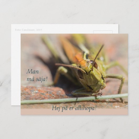 Man må säja! Gräshoppa med personlighet CC0775 Briefkaart (Voorkant / Achterkant)