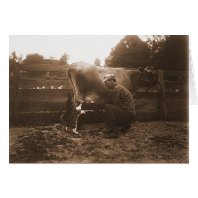 Man Melk Koe in Barnyard & Feeding Cat (Voorkant Horizontaal)