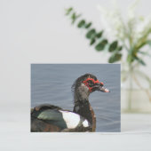Man Muscovy Duck Photo Briefkaart (Staand voorkant)