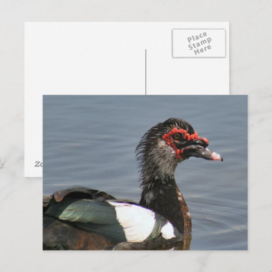 Man Muscovy Duck Photo Briefkaart (Voorkant / Achterkant)