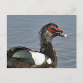 Man Muscovy Duck Photo Briefkaart (Voorkant)