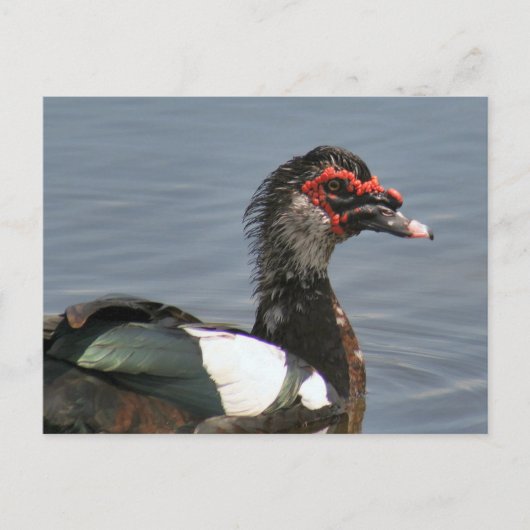 Man Muscovy Duck Photo Briefkaart (Voorkant)
