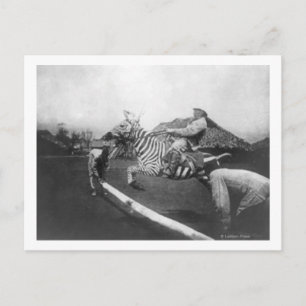 Man Riding Zebra — Afsluitingsfoto Briefkaart