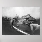 Man Riding Zebra — Afsluitingsfoto Poster (Voorkant)
