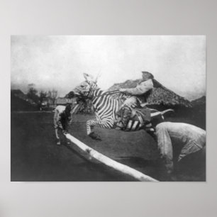 Man Riding Zebra — Afsluitingsfoto Poster