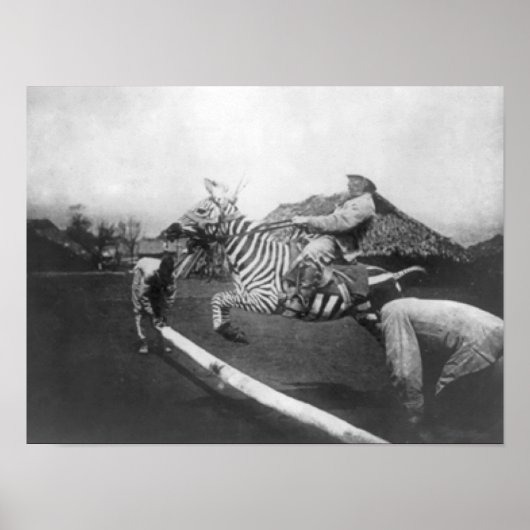Man Riding Zebra — Afsluitingsfoto Poster (Voorkant)