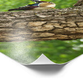 Man Wood Duck op Branch buiten Nest Foto Afdruk (Hoek)