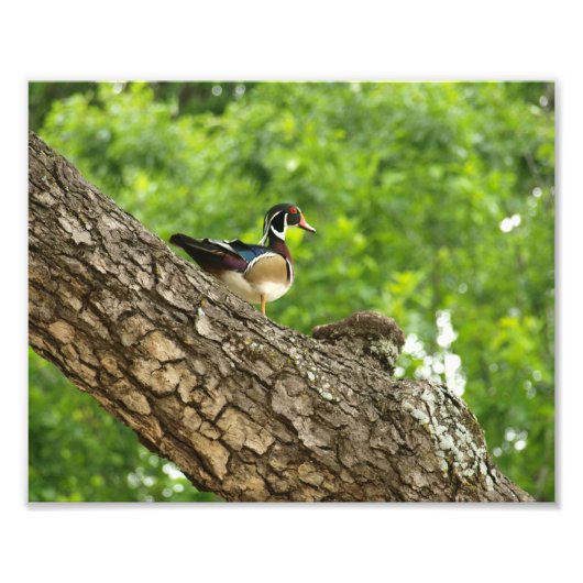Man Wood Duck op Branch buiten Nest Foto Afdruk (Voorkant)
