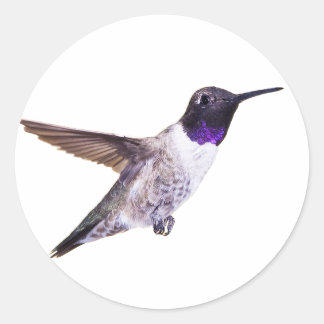 Man Zwart-chinned kolibrie sticker