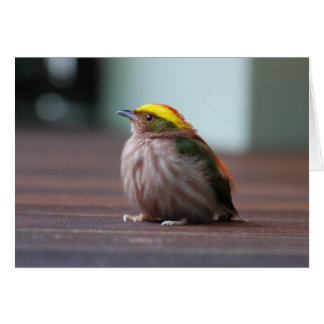 Manakin met een hoge binnenlaag